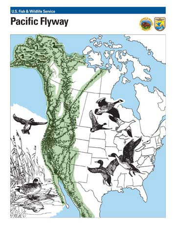migration map pacific earth google bird tour flyway routes conservation oregon university geospatial technologies paul